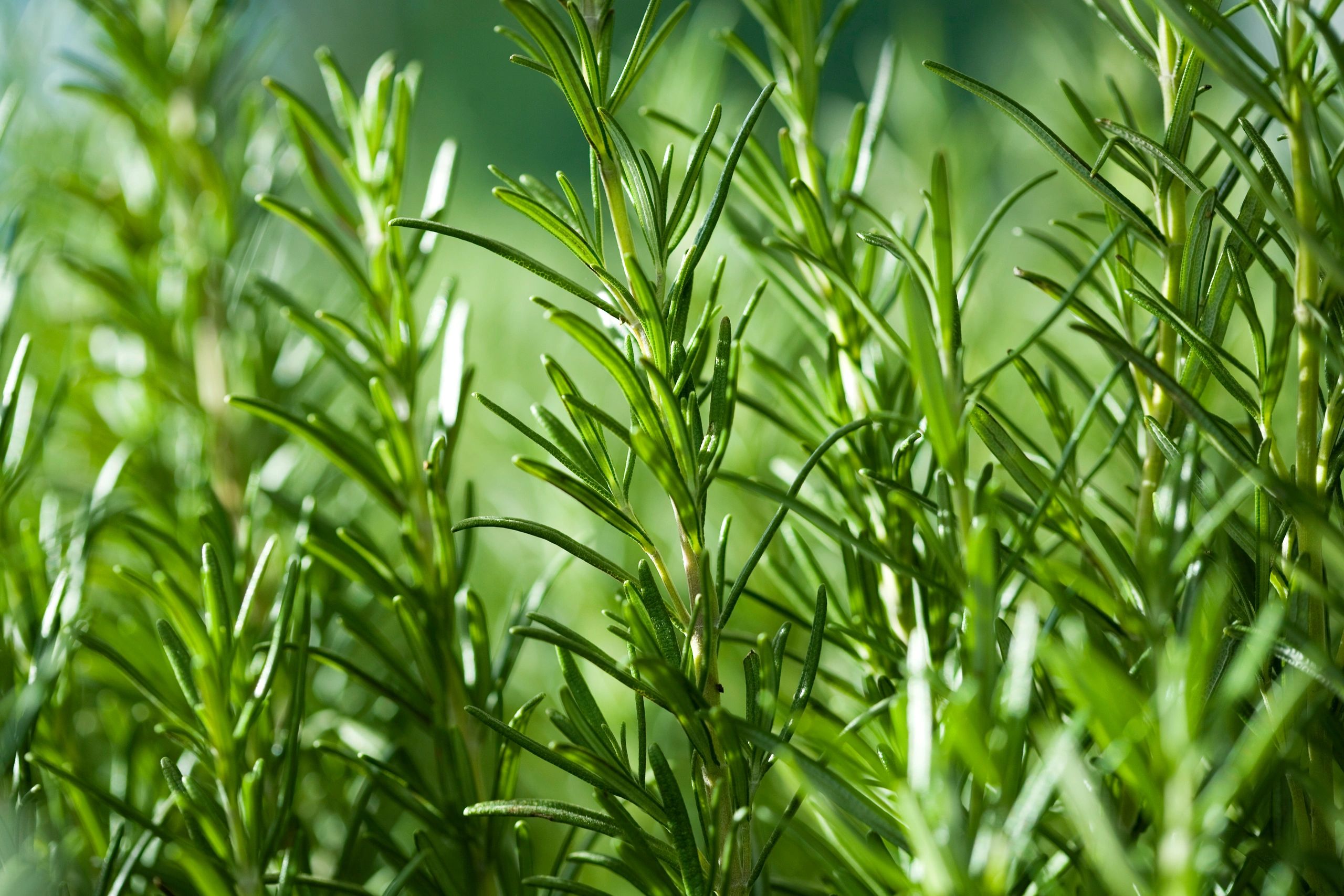 Close-up of rosemary growing in a garden
