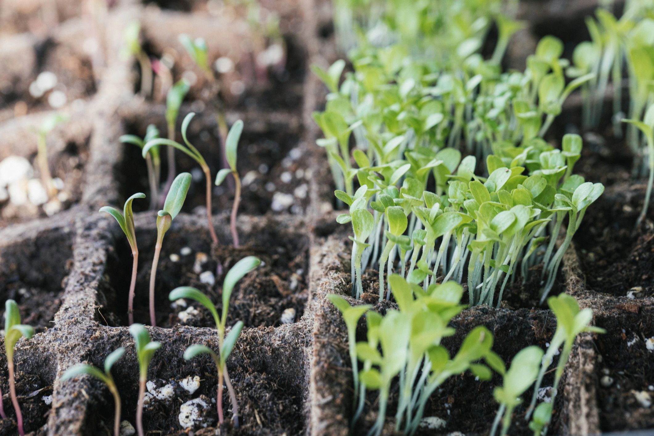 Seedlings growing in natural light in an indoor nursery