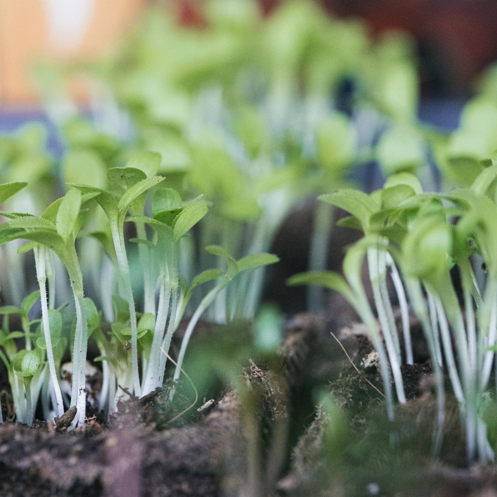 Sweet basil seedlings in a 4-pack tray
