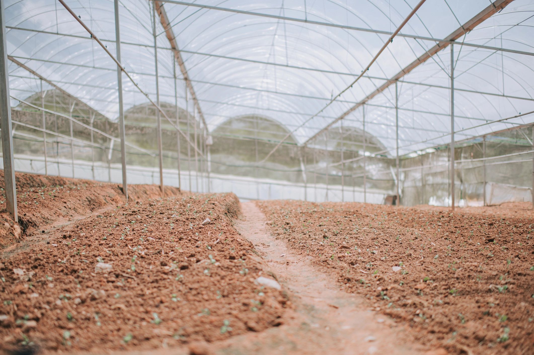 Greenhouse rows prepared for planting at a farm