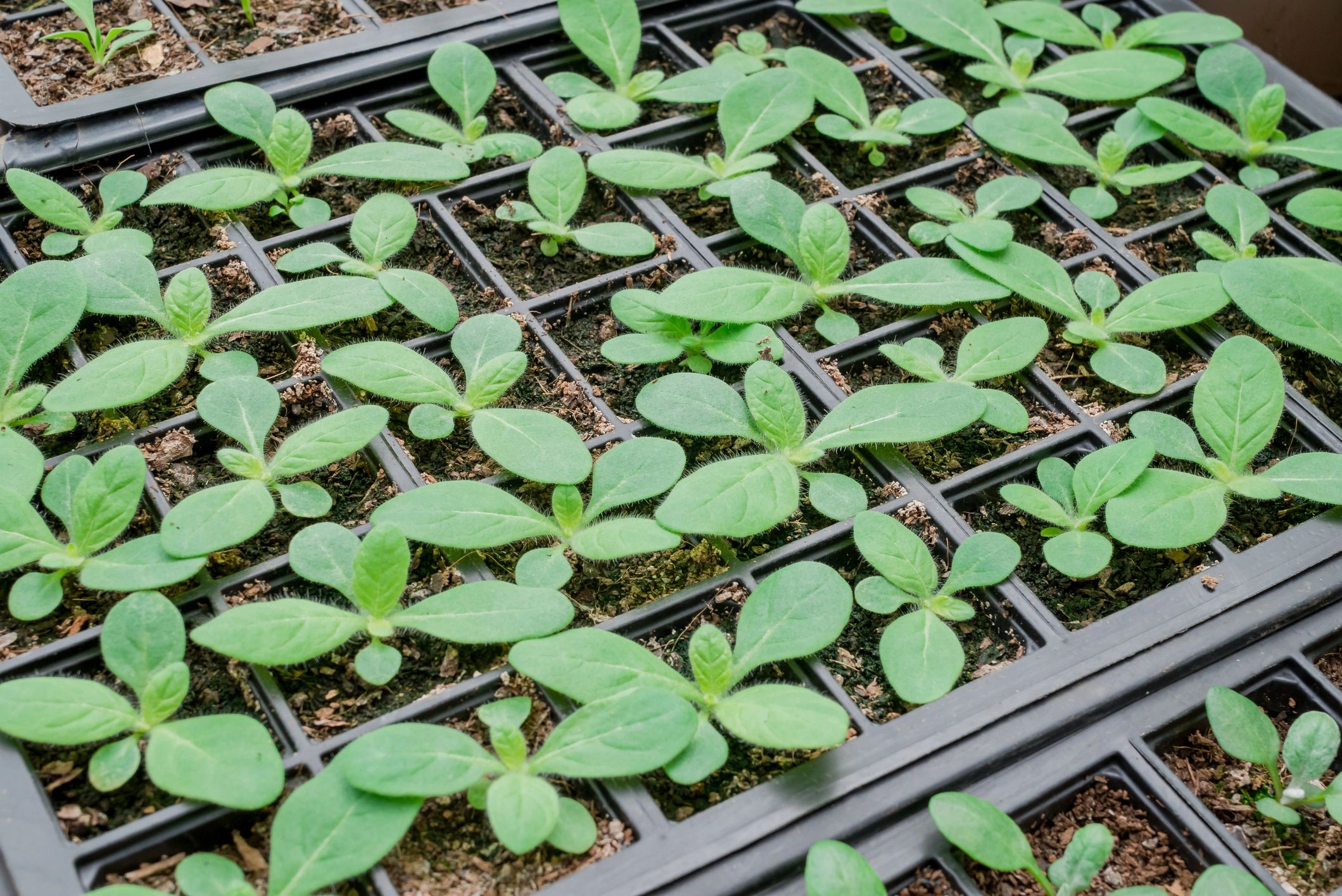 Potted seedlings growing in a plant nursery greenhouse