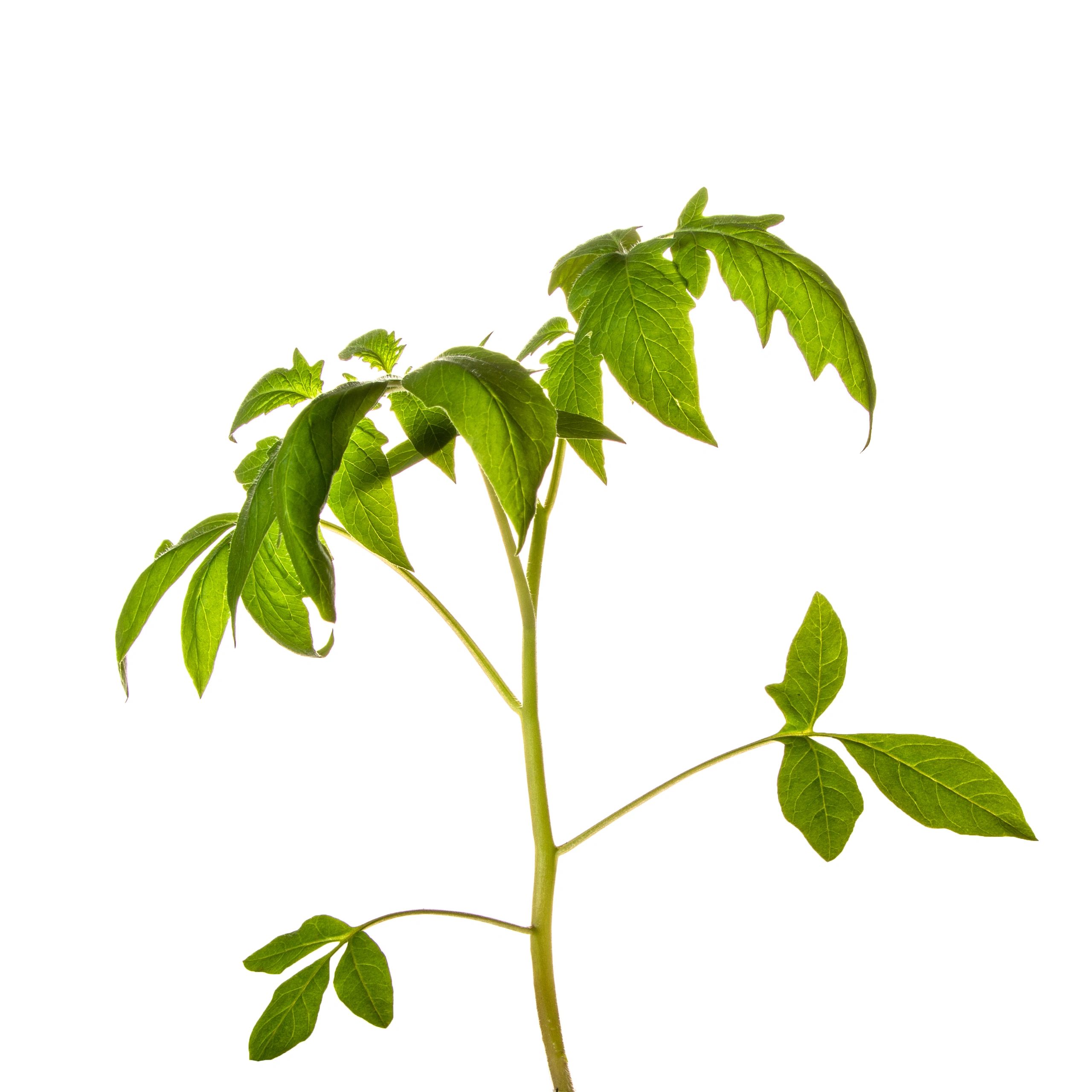 Heirloom tomato seedling in a nursery pot