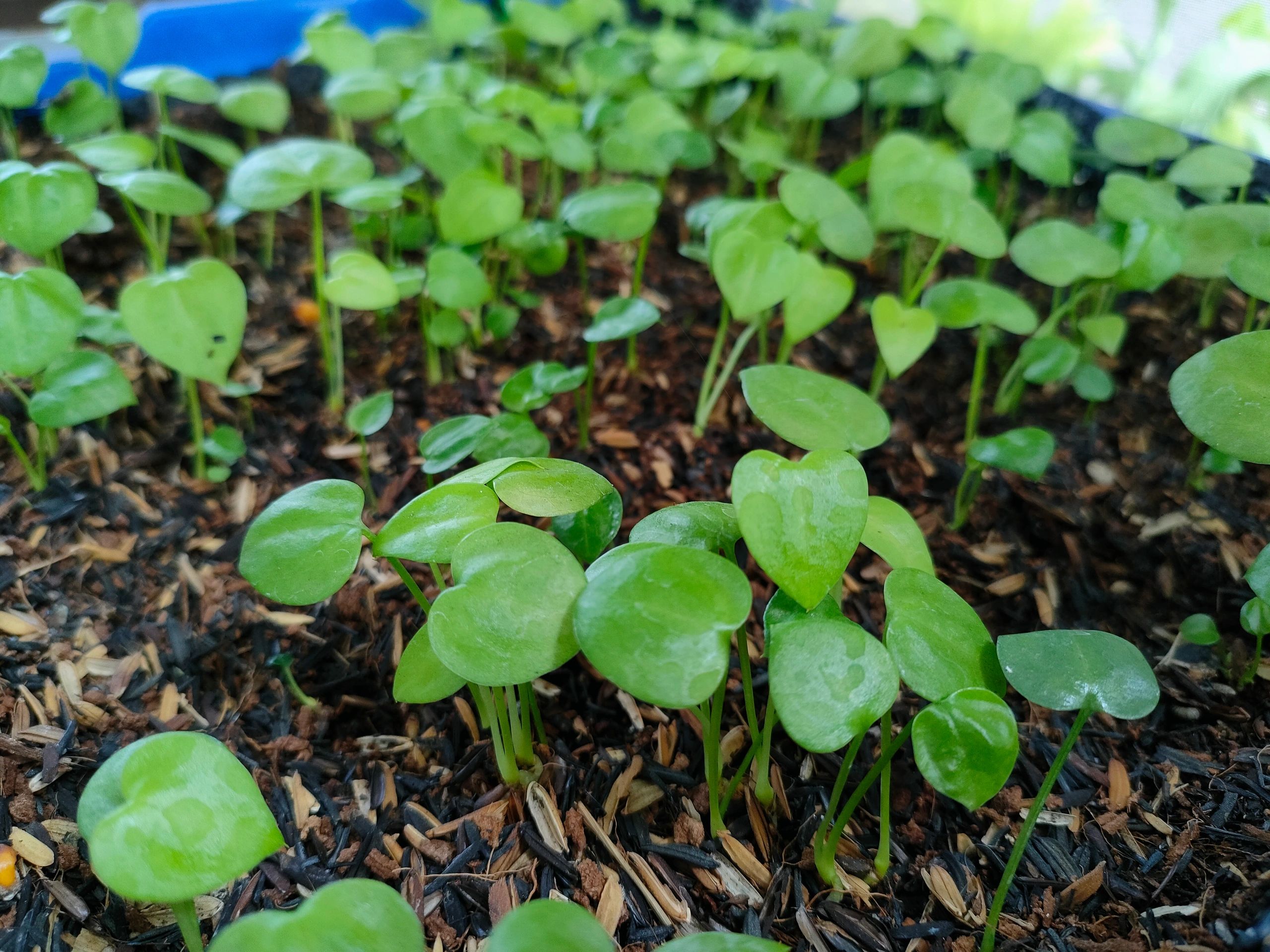 Young green seedlings growing in a nursery tray