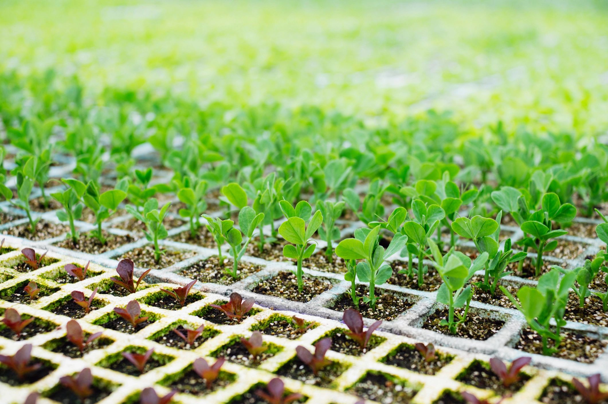Rows of young seedlings growing in trays inside a greenhouse