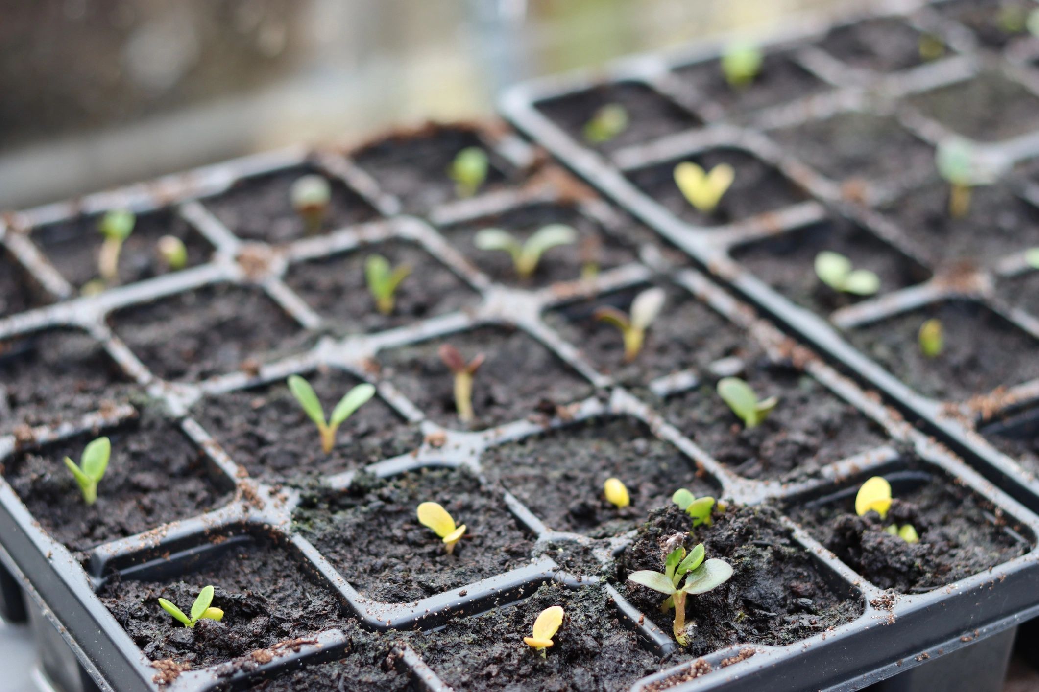 Seedlings growing in a seed tray in a greenhouse